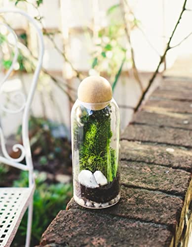 Glass Terrarium with Airtight Wood Lid (Ball Cork) | Closed Terrarium Planter | Clear Glass Bottle Jar Container | Set of 3 | Moss Terrarium Jar (3 Set of Jars) - size: 3 Set of Jars
