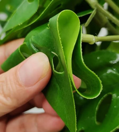 Fake Reptile Plants for Terrarium,Hanging Plant with Suction Cup - color: Swiss Cheese