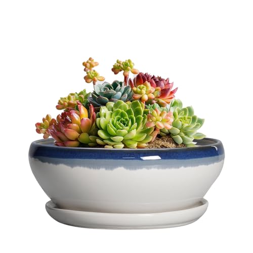 SQOWL Succulent Planters 6 Inch - Ceramic Bonsai Pots with Drainage Hole and Saucer, Round Shallow Planter for Indoor Plants, Ceramic Cactus Pot, Apartment Decor, Gifts for Women, Blue Off-White - color: Blue Off-white, size: 6 Inch