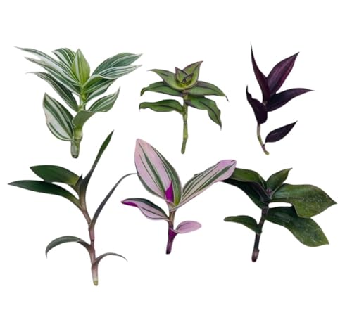 Live No Root Plant cuttings for Home Office Decor (6 Different Types Wandering Jew Leave cuttings #D) - color: 6 different types Wandering Jew leave cuttings #D