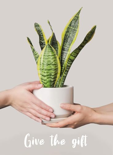 LE TAUCI Ceramic Pots for Plants, 4.3+5.3+6.8 Inch Plant Pots, Indoor Planters with Drainage Hole and Saucer for Succulents, Herbs and Flowers, Set of 3, Satin, White - color: White