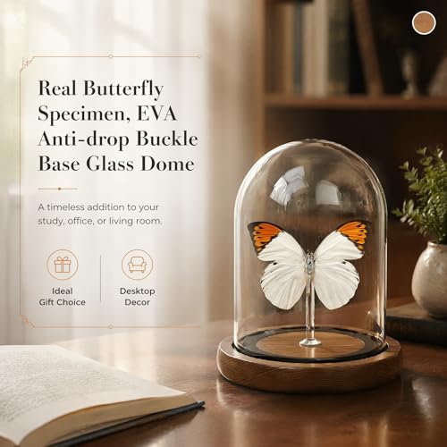 1pc Authentic Insect Specimen Glass Dome, Handcrafted Butterfly Display, Aesthetic Desktop Accessory for Office, Science Enthusiast Present (Hebomoia glaucippe) - color: Hebomoia Glaucippe