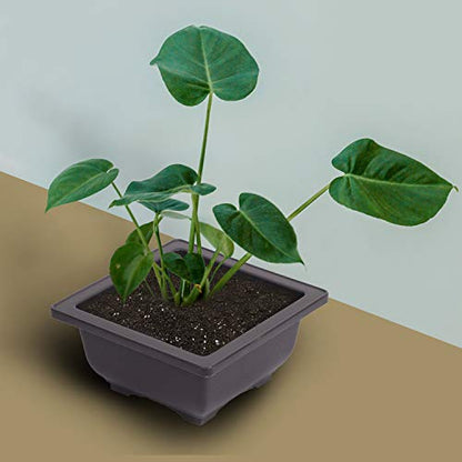 KINJOEK 15 PCS 4.7 Inch Plastic Small Square Plant Pots with Drainage Hole, Flower Succulent Bonsai Tree Pots Bonsai Starter Planter for Garden, Indoor, Home Decorative - size: 4.7 x 4.7 x 2.4 Inch