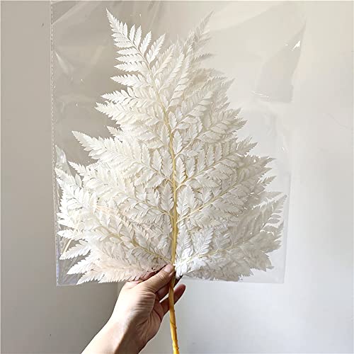 Preserved Real Green Ferns Dried Green Fern Tips Stems Wedding Garlands Home Decorations Bouquets Flower Arrangements Wall Hanging Dried (White)(20 Stems) - color: White-fern-20