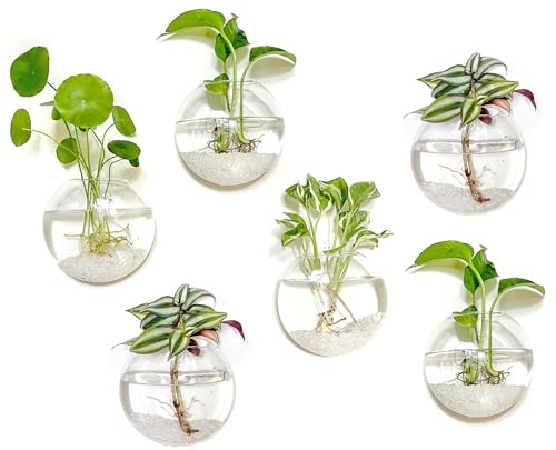 Kingbuy 6-Pack Oblate Wall Hanging Glass Planter for Hydroponic Plants | Borosilicate glass vases; brush included; for pothos/air plants; ideal for living room/office/bathroom decor; great gift - color: Clear, size: 6 Pack
