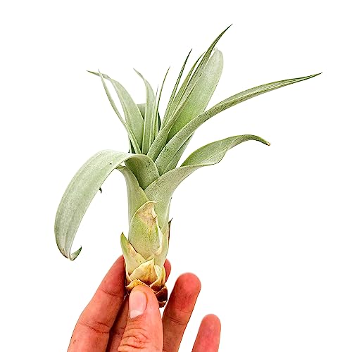ragnaroc Live Air Plant - Tillandsia Xerographica Pups, Jumbo +6” - 2 ct - Ideal for Gifts & Presents, Live Indoor Plants & Live House-Plants – Live Plants for Home décor - size: 2 Pack, style: Jumbo
