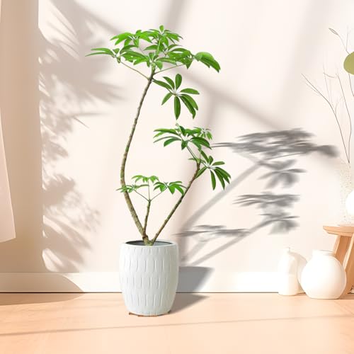 36 Pcs Invisible Pot Feet, 1.6 * 1.8 Inch Plant Pot feet Risers with Non Slip Surface,Sturdy Cork Plant Pot Feet Solid Corkwood Planter Pot Lifter for Indoor Outdoor Plants Pots