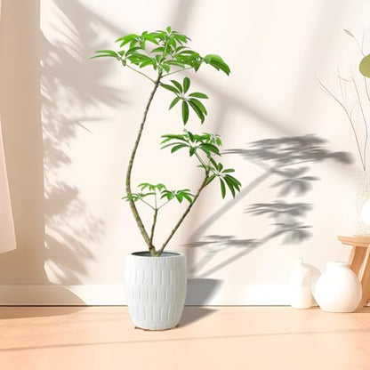 36 Pcs Invisible Pot Feet, 1.6 * 1.8 Inch Plant Pot feet Risers with Non Slip Surface,Sturdy Cork Plant Pot Feet Solid Corkwood Planter Pot Lifter for Indoor Outdoor Plants Pots
