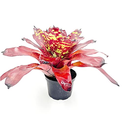 ragnaroc Live Plants - Bromeliad Neoregelia 'Green Eye', 16" Wide and 12" Tall in 6" Pot - 1ct - Live Arrival Guaranteed - House Plants for Home Decor & Gift - color: Green Eye