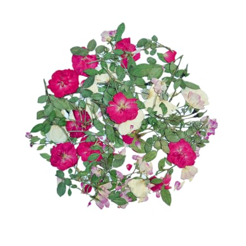 12Pcs Nauture Dried Pressed Rose, Real Dried Pressed Flowers for Resin Scrapbook Supplies Card Making Soap Candle DIY Art Crafts (White) - color: White