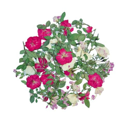12Pcs Nauture Dried Pressed Rose, Real Dried Pressed Flowers for Resin Scrapbook Supplies Card Making Soap Candle DIY Art Crafts (White) - color: White
