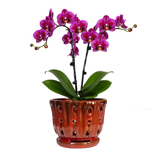 Ceramic Orchid Pot with Drainage Hole 6'' Orchid Planter (Red) | Orchid Pots for Repotting with Attached Saucer, Breathable Orchids Pots for Indoor and Outdoor - color: Red