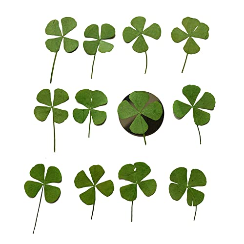 12 Pcs Dried Pressed Four Leaf Clover for Art Crafts DIY, YUNZHI Flat Leaves for Resin,Jewelry Making, Scrapbooking, Soap and Candle Making (1.18-1.38 inches) - size: 1.18-1.38 inches