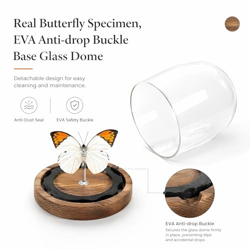 1pc Authentic Insect Specimen Glass Dome, Handcrafted Butterfly Display, Aesthetic Desktop Accessory for Office, Science Enthusiast Present (Hebomoia glaucippe) - color: Hebomoia Glaucippe