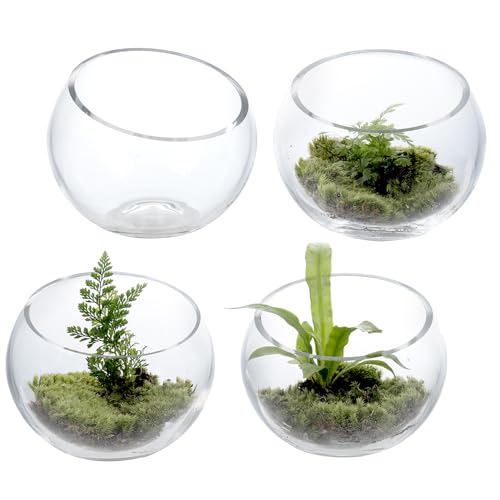 MyGift 5 Inch Clear Glass Round Bowl Air Plant Terrariums, Set of 4 - size: Set of 4 (Round)