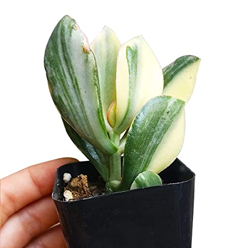 Crassula Hummel’s Sunset 2 inch - Unique Collection of Live Crassula Succulents Easy to Grow Indoor House Plant, Fully Rooted in 2/4/6 inch Size - color: Crassula Hummel’s Sunset, size: 2 inch