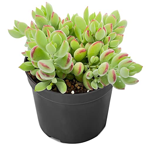 Sprout N Green Cotyledon Pendens, Live Succulent Fully Rooted in 4" Pot with Soil, Trailing Plant for Home Office Wedding Indoor Outdoor Hanging Decor DIY Project Party Favor, Keep Away from Pets - color: Cotyledon Pendens