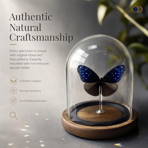 1pc Real Butterfly Specimen with Wooden Pedestal, Glass Bell Jar Display Case, Desktop Insect Collection, Scientific Educational Ornament (Euploea mulcibe) - color: Euploea Mulcibe