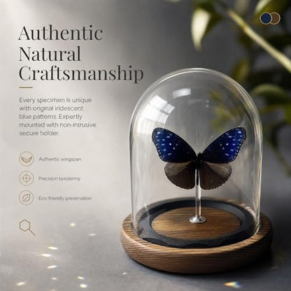 1pc Real Butterfly Specimen with Wooden Pedestal, Glass Bell Jar Display Case, Desktop Insect Collection, Scientific Educational Ornament (Euploea mulcibe) - color: Euploea Mulcibe