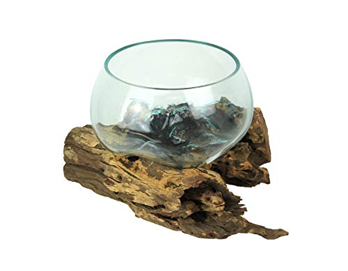 Things2Die4 Blown Melted Glass Decorative Bowl Mini Terrarium On Teak Driftwood Base,Brown - size: 12-15 inch Single Bowl
