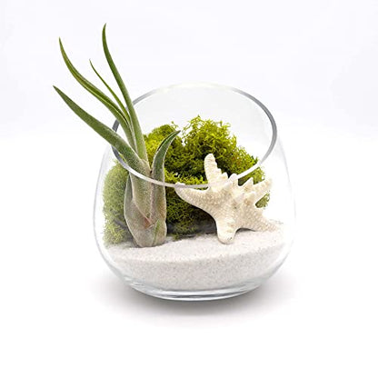 5 Inch Glass Slant Bowl Air Plant Terrarium Complete Kit with White Sand, Live Air Plant, Colorful Reindeer Moss and Starfish (Lime Green) - color: Lime Green