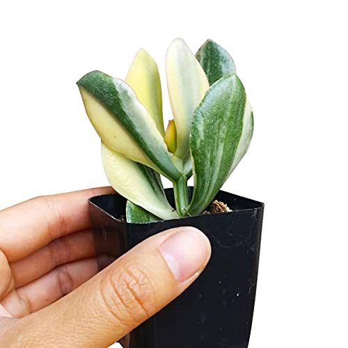 Crassula Hummel’s Sunset 2 inch - Unique Collection of Live Crassula Succulents Easy to Grow Indoor House Plant, Fully Rooted in 2/4/6 inch Size - color: Crassula Hummel’s Sunset, size: 2 inch