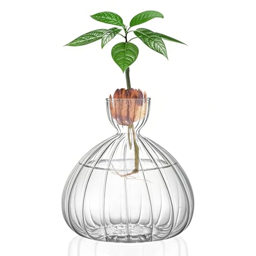 Large Avocado Grow Vase Glass Striped Acorn Seed Starter Vase for Growing | Premium Glass Avocados Growing Vases, Clear Avocados Pit Planter Pot, Ideal for Gardening Lover Indoor Hydroponics - size: 1PCS Striped 5.9*5.9*1.96inch