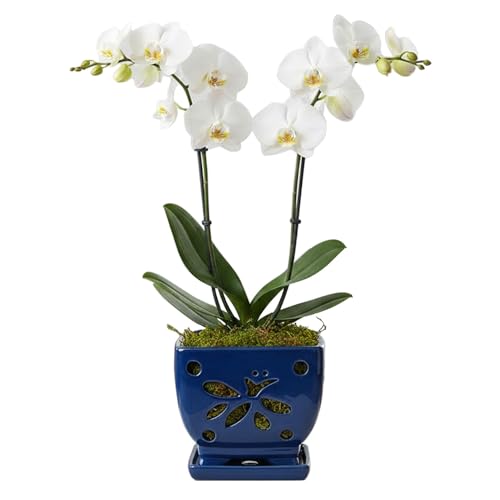 Blue Ceramic Orchid Pots with Holes Square Orchids Pots 5.5 inch - color: Blue