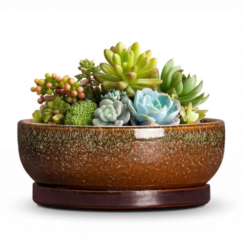 Succulent Planters Ceramic, 6 Inch Bonsai Pots, Speckle Brown | Small Planter Bowl for Indoor Plants, Round Succulent Pots with Drainage Hole and Tray, Bedroom Decor, Gifts for Plant Lovers - color: Speckle Brown, size: 6 Inch