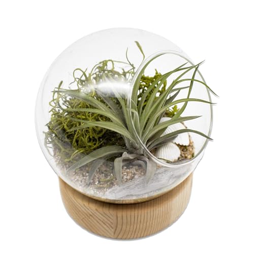 5.5 Inch Glass Dome DIY Indoor Air Plant Terrarium Kit with Live Tillandsia Ionantha Air Plants and Terrarium Accessories for Indoor Gardens and Home Décor (Glass Dome) - style: Glass Dome