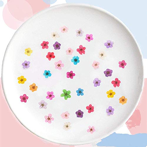 YUNZHI Pressed Flower for Resin Small Plum Blossom Narcissus, Dried Flower, Real Flower, Nail Flower Material, Glue Drop, Mobile Phone case, Hand Made 100pcs/pack (Light Pink) - color: Light Pink