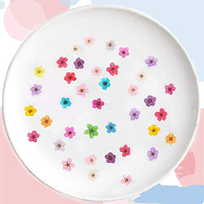 YUNZHI Pressed Flower for Resin Small Plum Blossom Narcissus, Dried Flower, Real Flower, Nail Flower Material, Glue Drop, Mobile Phone case, Hand Made 100pcs/pack (Light Pink) - color: Light Pink