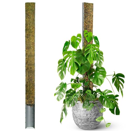 59" Large D-Shape Moss Pole for Big Climbing Plants, (1pc, 59'') | Rigid Support for Mature Plants with Heavy Stems, Monstera Moss Plant Pole, Handmade Moss Stick for Tall Indoor Plant Support - size: 59" D SHAPED MOSS POLE