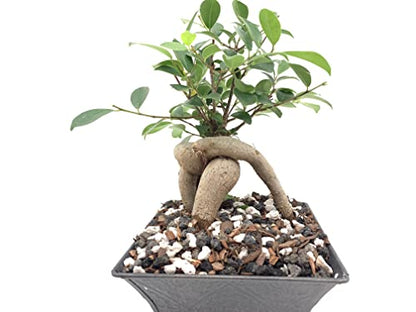 Pumice for Bonsai, Succulent, Cactus, Alocasia, Monstera, and Tropical Aroids | 20 Quarts Bag | 1/4” Particle Size | The Bonsai Supply - size: Pumice 20 Quarts
