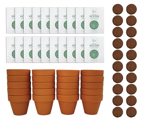 BUZZY Seeds Sunflower Grow Kit, 20-Pack Bulk Terracotta Pots, Indoor