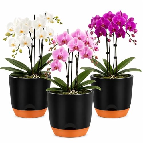 QCQHDU 5.7Inch Orchid Pots with Holes for Repotting, Double-Layer Plastic Self Watering Flower Pots for Indoor Plants with Drainage Holes, Clear Orchid Pot Match Decorative Orchid Container, 3 Packs - color: Black & Brown, size: 3packs 5.7IN
