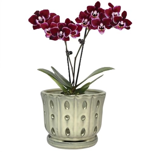 Ceramic Orchid Pot With Attached Saucer and Drainage Hole 6'' (Cream) | Orchid Planter,Orchid Ceramic Pot,Orchid Pots for Repotting - color: Cream