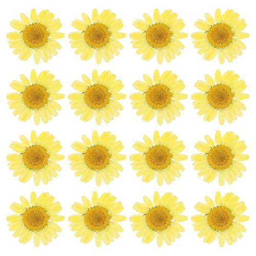 PATIKIL 48 Pcs Dried Pressed Flower Natural Dried Daisy Flower for DIY Art Crafts House Decoration Nails Decoration,Lemon Yellow - color: Lemon Yellow