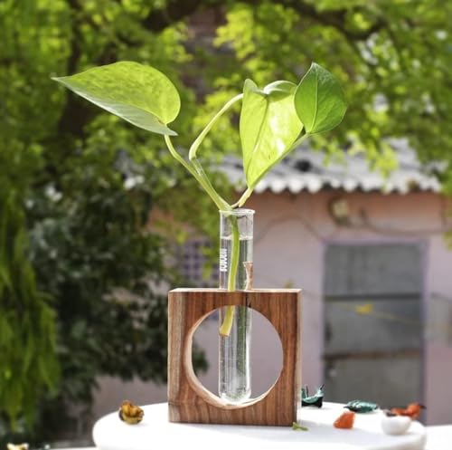 Propagation Station with Circular Cutout, Rustic Test Tube Flower Vase for Hydroponics, Vintage Wood Stand Glass Planter for Desktop Decor