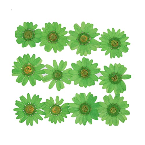 50pcs Natural Dried Daisy Flower, Vacuum Packaging, Pressed Flower for House Decoration, Jewelry Making, Phone case Decoration (Green) - color: Green