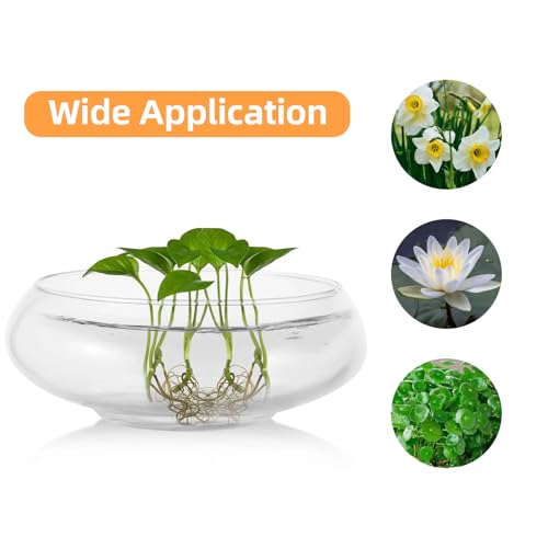 2 PCS Round Glass Vase Bowl, 6"/ 8" Wide Mouth Clear Glass Fish Bowls, Lotus Bowl, Succulent Planters, Hydroponic Planter Floral Decor Centerpieces for Home Decoration (2PCS)
