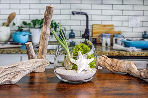 5 Inch Glass Slant Bowl Air Plant Terrarium Complete Kit with White Sand, Live Air Plant, Colorful Reindeer Moss and Starfish (Lime Green) - color: Lime Green