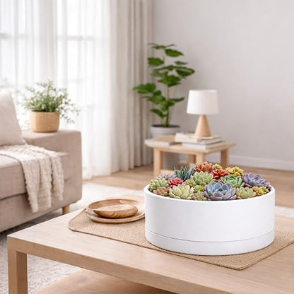 D'vine Dev 10 in Shallow Round Succulent Planter, White, 76-Z-A-2 | Wide Bowl Design, Thick-Walled Durable Construction, Enhanced Drainage, Detachable Saucer, Ideal for Succulent Arrangements - color: White, size: 10 Inch
