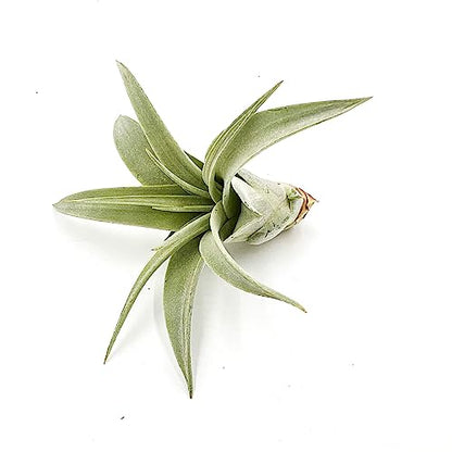ragnaroc Live Air Plant - Tillandsia Xerographica Pups, Regular 2-4” - 3 ct - Ideal for Gifts & Presents, Live Indoor Plants & Live House-Plants – Live Plants for Home décor - size: 3 Pack, style: Regular