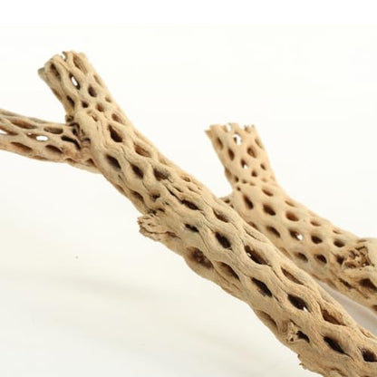 Koyal Wholesale 24" Cholla Wood Aquarium Leopard Gecko Tank Accessories Untreated Large Driftwood for Aquarium Wood Hermit Crab Accessories Drift Wood for Shrimp Tank Gecko Accessories - size: 24-Inch