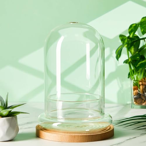 2 Pcs 5.9 x 7.9 Inch Glass Terrarium Dome Cloche with Air Hole & Glass Base, Clear Terrarium Containers Ventilated Plant Humidity Dome for Carnivorous Plants Orchids Tropical Cuttings, No Leakage - size: 5.9 x 7.9 Inch