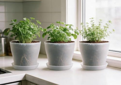 6 Pack 8 Inch Clear Nursery Plant Pots with Large Drainage Holes &Saucer | Plastic Translucent Flower Pots - Durable Outdoor/Indoor Planters for Succulents, Herbs, Cacti, Houseplants, Gardening Gifts - color: Translucent
