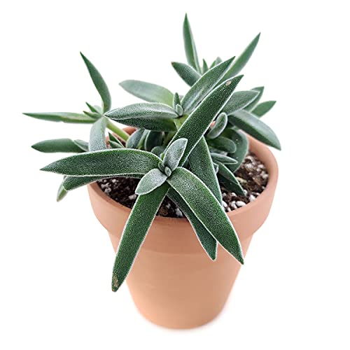Crassula Mesembryanthemoides Tenelli 2'' + Clay Pot - Unique Collection of Live Crassula Succulents Easy to Grow Indoor House Plant, Fully Rooted in 2/4/6 inch Size - color: Crassula Mesembryanthemoides Tenelli, size: 2'' + Clay Pot
