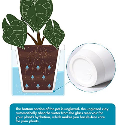 D'vine Dev Self-Watering White Terracotta Planter Pot, 6 in, 37-X-B-2 | Terracotta & Glass Design, Clear Water Reservoir, Visible Water Level, Easy Plant Care, Ideal for Busy Plant Lovers - color: White, size: 6 Inch