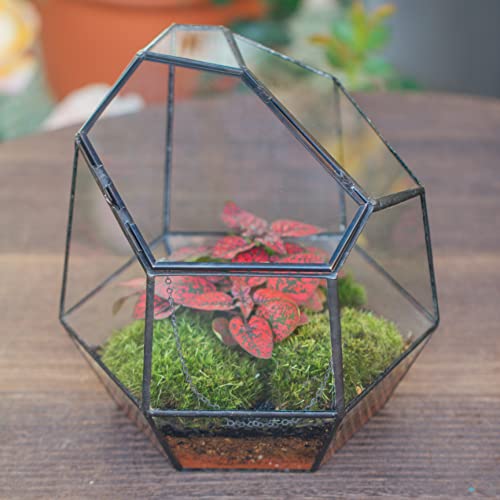 NCYP Handmade 7.5inches Small Close Geometric Terrarium with Door, Black Irregular Glass Planter, Modern Succulent Cacti Flower Pot, Home Garden Decor DIY Gift (Plants and Props NOT Included) - size: 8x7x7.5inches